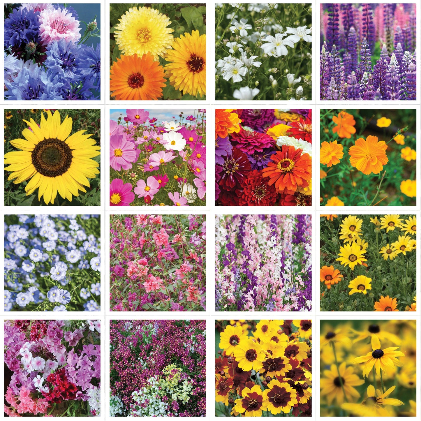 Hello Spring Blue Background - Wildflower Mix Seed Packets