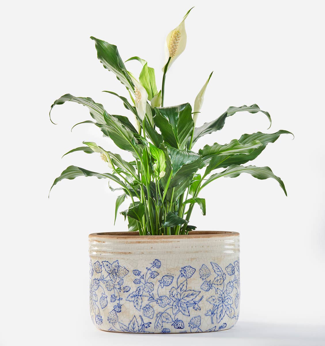 Stoneware Oval Botanical Planter - Large