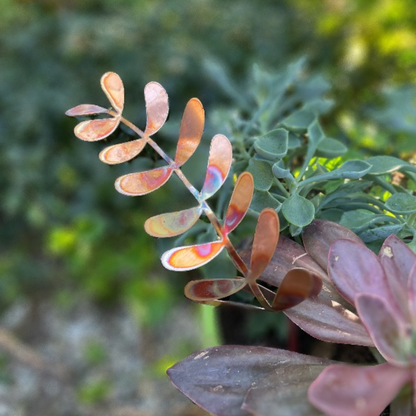 New lower price - Large Copper Fern Frond