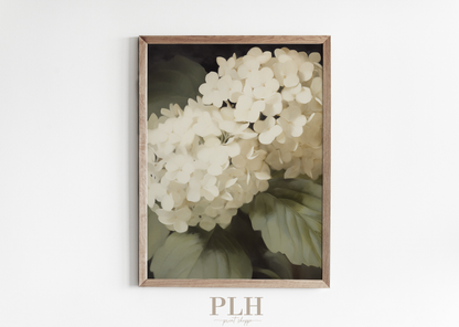 Hydrangea Premium Quality Art Print 5x7