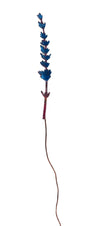 Enamel Lavender- azure