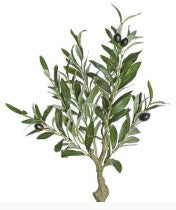 Olive Plant without Pot