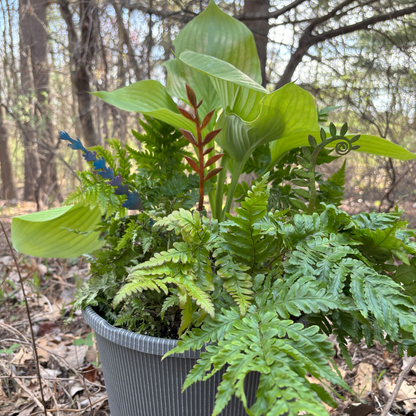 Enamel Fiddlehead Fern- moss